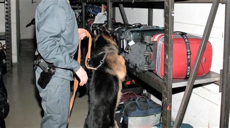 Come Vengono Addestrati I Cani Delle Unit Cinofile Della Gdf