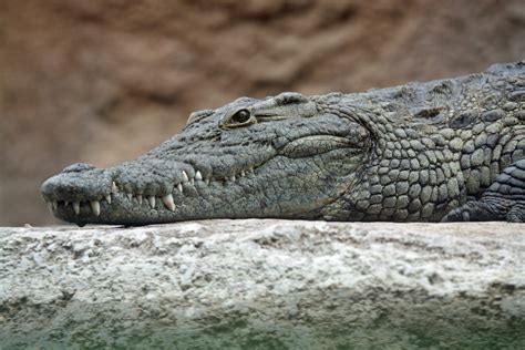 Crocodiles Can Gallop But Alligators Cant New Study Finds Covetrus