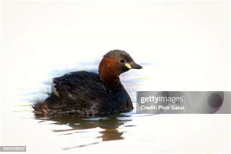 730 Little Grebe Stock Photos, High-Res Pictures, and Images - Getty Images