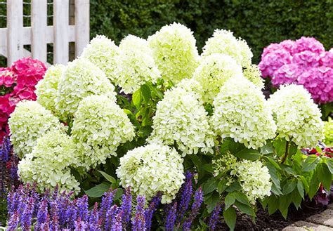 When And How To Transplant Hydrangeas Your Complete Guide