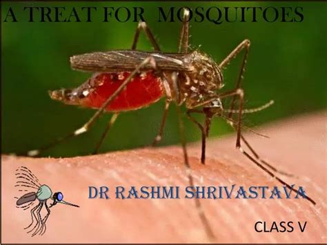 Ppt A Treat For Mosquitoes Powerpoint Presentation Free Download