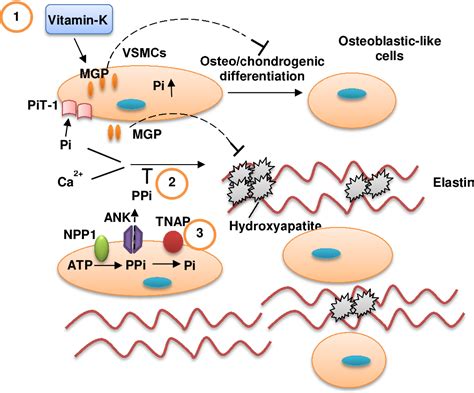 Figure 1.10 from Role of osteocyte markers in medial vascular ...