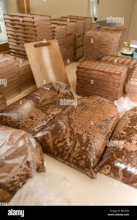 Packed Chocolate With 70 Cocoa Molds For Praline And Chocolate