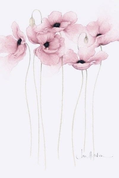 Three Pink Flowers On A White Background