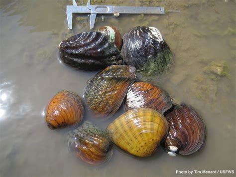 Mussel Power Identifying Hotspots” To Guide Conservation Fishbio