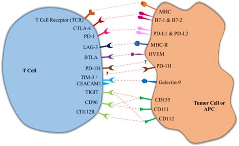 Interaction Of Immune Checkpoint Receptors And Their Respective