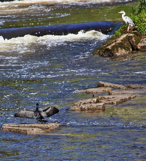 Cormorant And Heron River Dee Chester Alan Ward Wirral Flickr