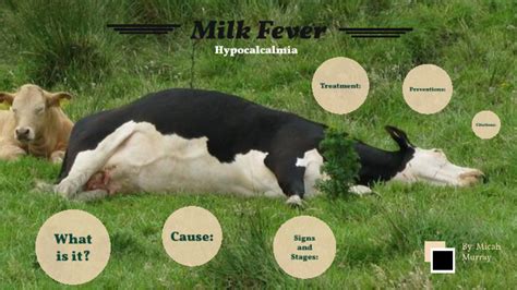 Milk Fever by Kaley Boudreau on Prezi