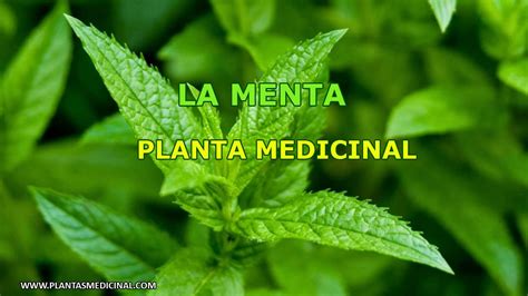 La Menta Propiedades Y Beneficios Medicinales Youtube