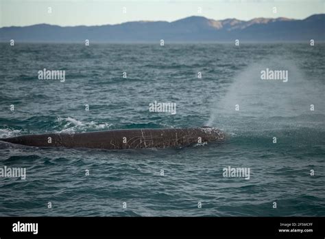 Sperm Whale Physeter Macrocephalus Blowing Spray Vulnerable Species