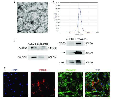 Identification And Internalization Of Rsc96 Exos A Morphology Of