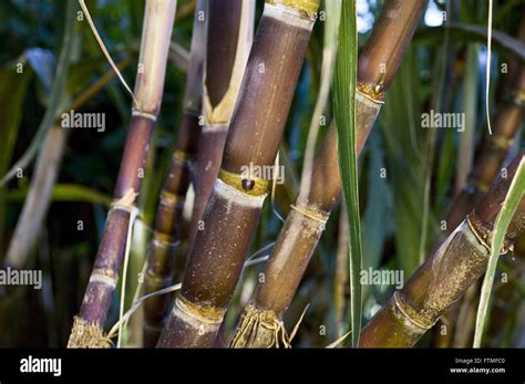 Sugar cane production hi-res stock photography and images - Alamy