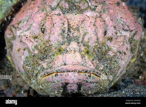 Rough Humpback Scorpionfish Hi Res Stock Photography And Images Alamy