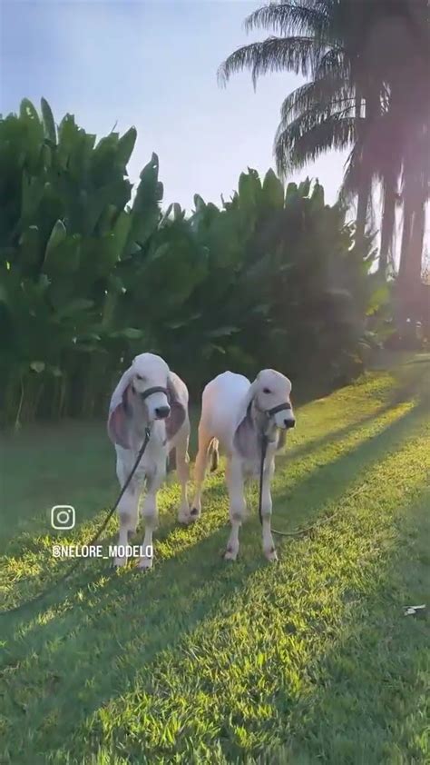 agro pecuária nellore girl brahman coisa linda de se ver c vc