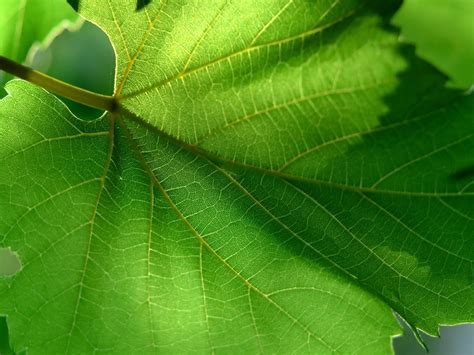 Closeup of green leaf HD wallpaper | Wallpaper Flare