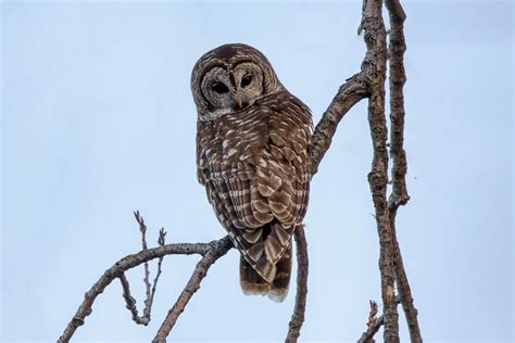 The Thrill Of Spotting A Barred Owl At Snwr Steve Creek