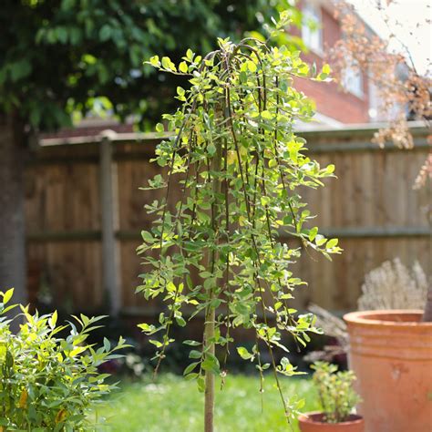 'Kilmarnock' Dwarf Weeping Willow Tree | Salix caprea – Roots Plants