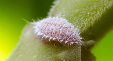 Plant Pest Series Mealybugs The Zen Succulent Low Maintenance