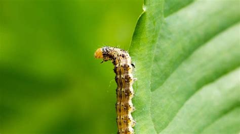 pink bollworm :- How to control pink bollworm in cotton