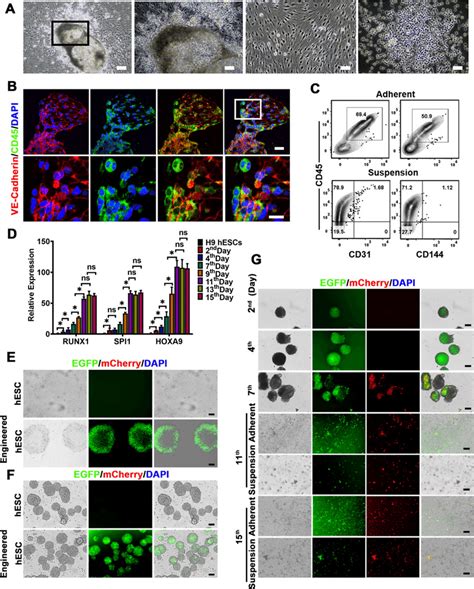 Characterization Of The Occurrence Of The EHT During The Hematopoietic