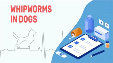 Whipworms In Dogs Diagnosis Treatment And Prevention Petmoo