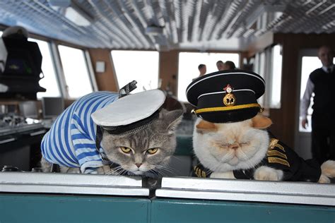 Ship Cats