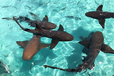 Snorkel With Sharks Bahamas Experience This Island Is Home To Sharks