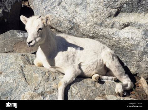 Dall Sheep Yearling Denali National Park Alaska Stock Photo Alamy