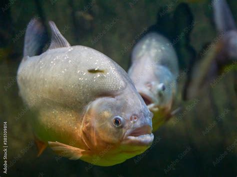 Piranhas Pygocentrus nattereri in the habitat Stock Photo | Adobe Stock