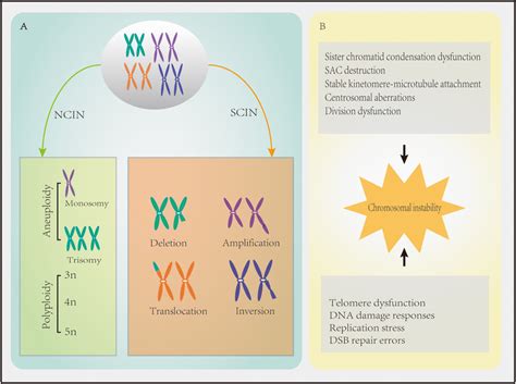 Chromosomal instability (CIN) in cancer characteristics. (A) Numerical ...