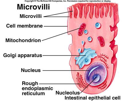 Specialized Cells - Digestive System - Maggie Herndon