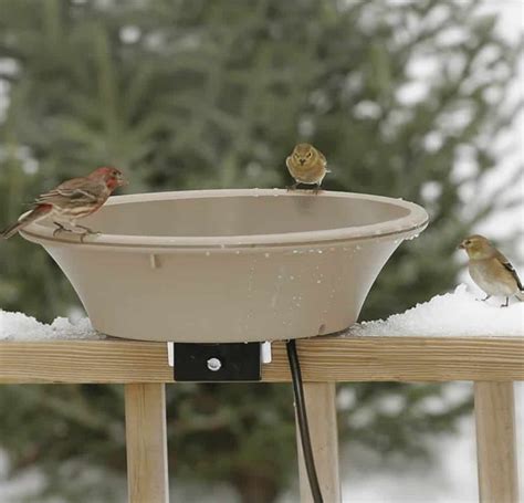 Best Heated Bird Bath Guide: Keep Your Feathered Friends Hydrated Year ...