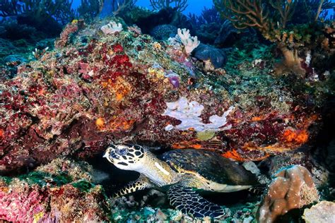 Frontier scuba diving in the Seychelles’ Outer Islands | ZuBlu