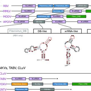 A C Annotated 3 UTRs Of NKVs Asterisks Denote Incomplete 3 UTR