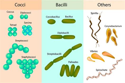 Diplococci Immagini Vettoriali Stock | Depositphotos