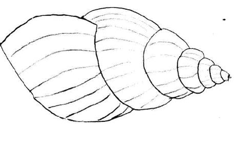 Shell (Nature) – Free Printable Coloring Pages