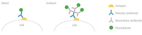 Abcam Antibody Basics Training Abcam