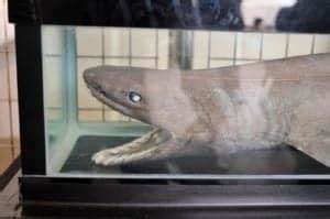 Frilled Shark Teeth - A-Z Animals