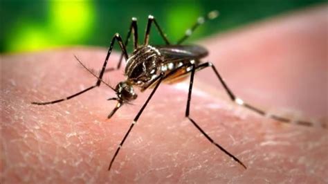 Febbre Dengue Primo Focolaio Autoctono Nel Lodigiano Screening Per