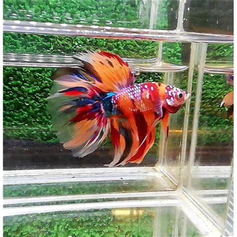 Nemo Galaxy Multicolor Deltatail Erkek Betta L