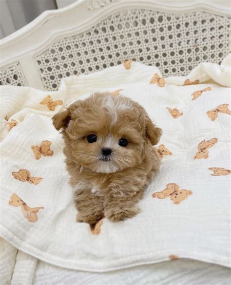 Teacup maltipoo/Maltipoo teacup/Teacup maltipoo full grown