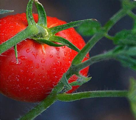 Seminare I Pomodori Come E Quando Orto Da Coltivare