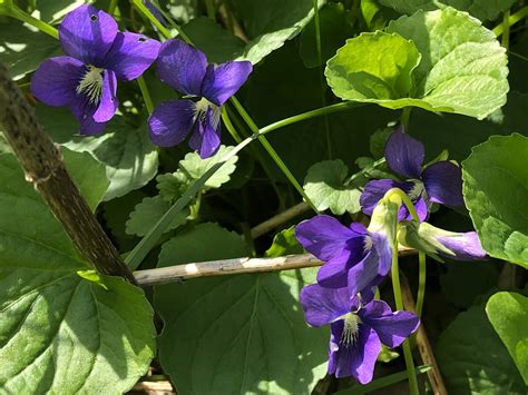 Wisconsin Wildflower Wood Violet Viola Papilionacea The Wisconsin