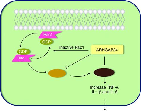 Arhgap24 Inactivated Rac1aktnf κb In Acute Pneumonia Download