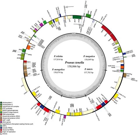 Gene Map Of The Five Almond Chloroplast Genomes Genes Drawn Inside The