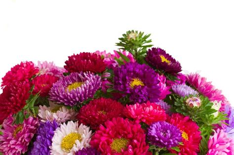 Grow Aster Flower for a Majestic of Fall Colors