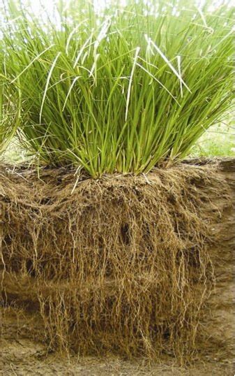 Vetiver 1 live PLANT! aromatic grass (Chrysopogon zizanioides)