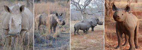 Rhino Conservation Projects Abroad | The Great Projects