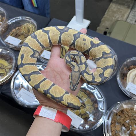 DEU Reptiles on Twitter RT DEU KORO 2日目もよろしくお願い致しすます 名古屋ブリィ