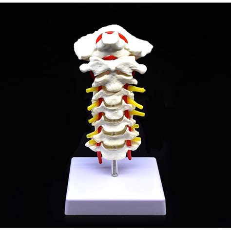 Buy Cervical Vertebra Arteria Spine Spinal Nerves Anatomical Model